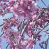 Weeping Pink Cherry Tree Spring Blossom for sale online from our London plant centre, UK