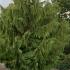 Weeping Nootka Cypress