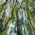 Inside the canopy of a Weeping Willow tree, growing by the river in the UK