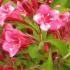 Weigela Bristol Ruby 