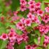 Weigela Eva Rathke, Eva Rathke has crimson tubular flowers in summer. 