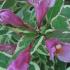 Weigela Florida All Summer Monet