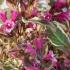 Weigela florida Monet deciduous shrub with pink variegated foliage