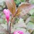  A deciduous shrub with deep purple red foliage and striking pink flowers, adding bold color and interest to gardens throughout the season