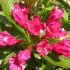 Weigela Red Prince deciduous shrub with vibrant red tubular flowers