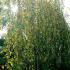 Weeping Silver Birch tree with autumn foliage, for sale London nursery, UK