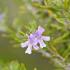 Westringia Fruticosa or Coastal Rosemary