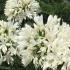 Mass of Agapanthus white flowering plants - best to plant en masse for maximum impact