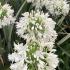 Cluster of white Agapanthus flowering in July in a UK garden