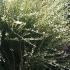 White Broom Shrub flowering - buy online from our UK plant centre