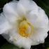 Buy white Camellias online from our specialist nursery UK delivery