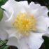 Camellia Sasanqua, White Flowering Evergreen Shrubs, London UK