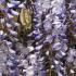 Wisteria Floribunda Burford, a Japanese Wisteria awarded the RHS AGM, for sale online with UK and Ireland delivery