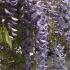 Wisteria Floribunda Caroline, beautiful purple flowering Wisteria variety, good size and excellent quality specimens to buy online, UK delivery.