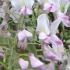 Wisteria Floribunda Honbeni Rosea, Pink Ice to buy online, London UK