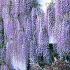 Wisteria Floribunda Macrobotrys - Japanese Lilac Wisteria