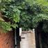 "Wisteria Floribunda Macrobotrys growing on a brick wall