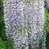 Wisteria Floribunda Multijuga - a spectacular variety with very long flower racemes - stunning variety of Wisteria for sale online, UK delivery.