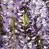 Wisteria Floribunda Sinensis Domino, blue-purple flowering Wisteria for sale online with UK delivery. 