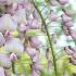 Wisteria Floribunda Honbeni, Rosea is also known as Pink Ice, climbing plants to buy online UK