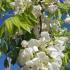 Wisteria Sinensis Alba or white Japanese Wisteria for sale online at our London garden centre