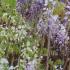 Wisteria Sinensis Domino, pale blue fragrant climber for sale London garden centre.