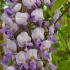 Wisteria sinensis Prolific climbing plant with purple flowers