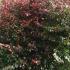 Rare bushy Loropetalum for sale online UK