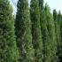 X Cupressocyparis Leylandi Pyramidalis, Leyland Cypress variety with dense columnar growth habit, also known as Tuscan Style Leylandii due to its compact shape