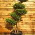 Taxus Baccata Pompons. Pom Pom Yew. Niwaki Trees for sale UK.