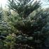 Nordman Fir Living Christmas Trees to Buy