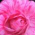 Camellia Japonica Roma Risorta, shrub Camellia for sale online with UK delivery.