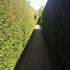 Mature Yew Hedge, clipped to create a Yew corridor in an English country garden