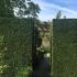 Neatly clipped Yew hedge creating garden rooms in this UK garden