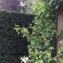 Mature Yew Hedge, sharply pruned in a formal setting - buy Yew hedging online UK