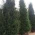 Taxus Baccata or Yew Evergreen Hedging to buy online, Nationwide UK delivery