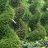 Spiral topiary Yew Trees for sale UK