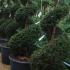 Yew Spirals(Taxus Baccata Topiary Spirals), Topiary plants, UK