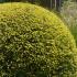 Yew Topiary Balls adding Sculptural Interest to the Garden