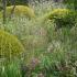 Trio of Taxus Topiary Globes in the Garden