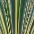 Yucca Filamentosa Bright Edge Needle Palm