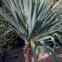 Yucca Gloriosa, an evergreen, hardy succulent Yucca