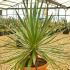 Yucca Gloriosa an evergreen hardy succulent Yucca
