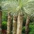 Yucca Plants to buy online UK delivery