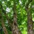 Zelkova Serrata Tree or Japanese Zelkova Tree for Sale online with UK delivery.