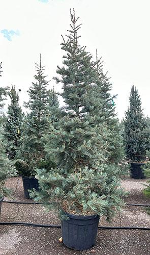 Abies Concolor White Pine Tree. American Conifer Firs Buy UK