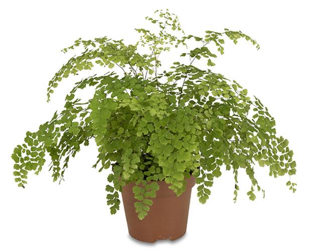 Adiantum Fragrans Delta Maidenhair Fern, Venus Hair Fern