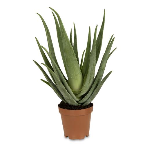 Aloe Vera or First Aid Plant Easy Care House Plants for Sale