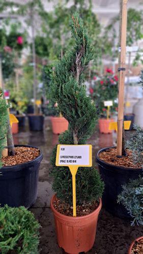 Conifer Topiary Plants Buy Online Uk Leyland Cypress Spirals