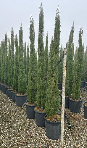 Cupressus Sempervirens Totem Italian Cypress Totem for Sale